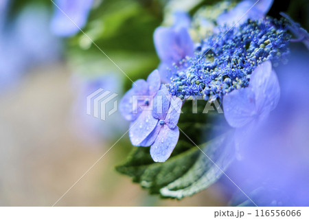 紫陽花 116556066