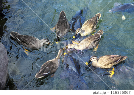 池で餌を食べるカルガモと鯉 116556067