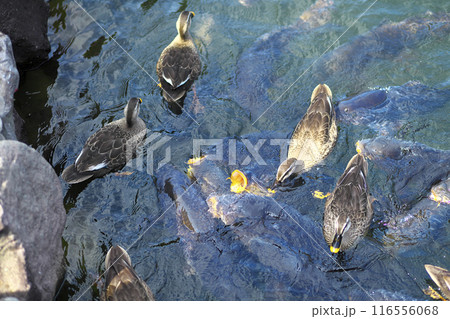 池で餌を食べるカルガモと鯉 116556068