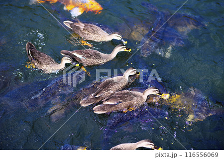 池で餌を食べるカルガモと鯉 116556069