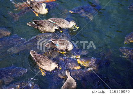 池で餌を食べるカルガモと鯉 池で餌を食べるカルガモと鯉 116556070