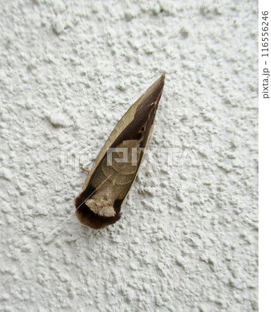壁にとまるムラサキシャチホコ 116556246