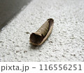 壁にとまるムラサキシャチホコ 壁にとまるムラサキシャチホコ 116556251