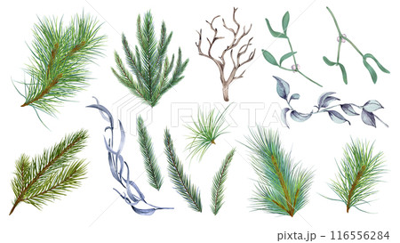 Winter botanical watercolor illustration set isolated. Pine branches hand drawn. Coniferous tree, leaves, and snag, perfect for holiday decor, greeting cards, and New Year designs. Christmas tree 116556284
