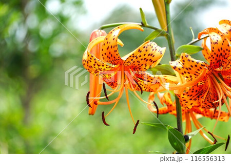 オレンジ色の花　鬼百合の花が咲く風景（アップ） 116556313