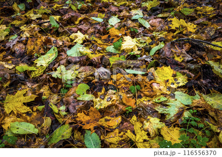 Yellow leaves on the lawn Yellow leaves on the lawn 116556370
