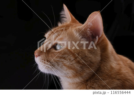 猫ちゃん親子の日常風景 猫ちゃん親子の日常風景 116556444