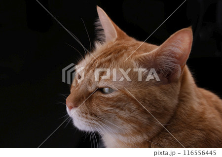 猫ちゃん親子の日常風景 猫ちゃん親子の日常風景 116556445