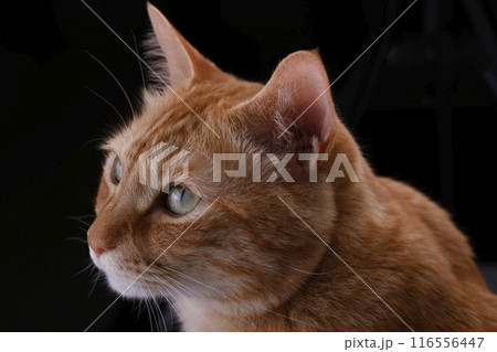 猫ちゃん親子の日常風景 116556447