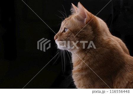 猫ちゃん親子の日常風景 猫ちゃん親子の日常風景 116556448