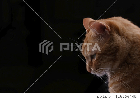 猫ちゃん親子の日常風景 116556449