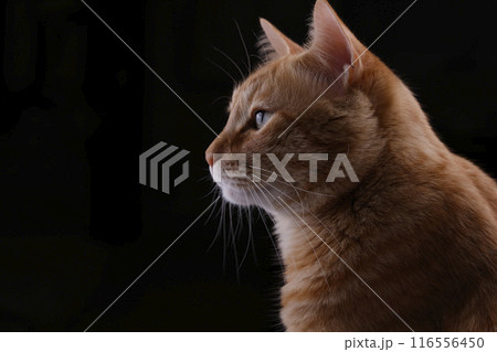 猫ちゃん親子の日常風景 116556450
