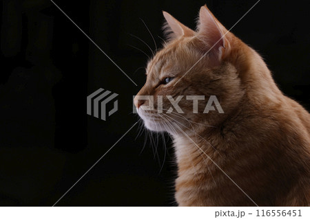 猫ちゃん親子の日常風景 116556451