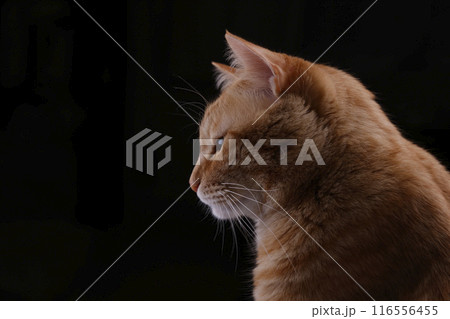 猫ちゃん親子の日常風景 猫ちゃん親子の日常風景 116556455