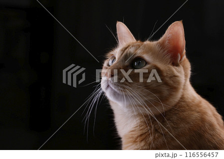 猫ちゃん親子の日常風景 116556457