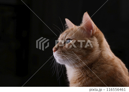 猫ちゃん親子の日常風景 猫ちゃん親子の日常風景 116556461