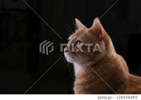 猫ちゃん親子の日常風景 猫ちゃん親子の日常風景 116556465