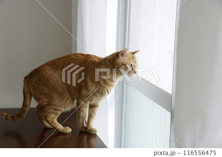 猫ちゃん親子の日常風景 116556475