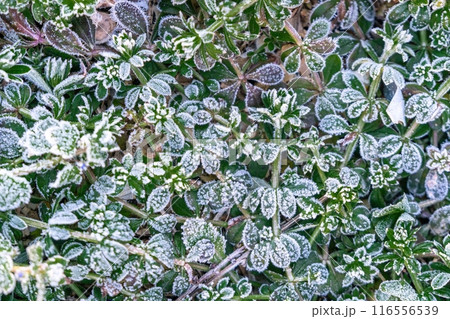 Selective focus. First frost on a frozen field plants, late autumn close-up. Beautiful abstract frozen microcosmos pattern. Freezing weather frost action in nature. Floral backdrop. 116556539
