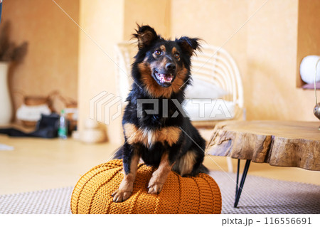 A cute black and brown dog sits on an orange ottoman 116556691