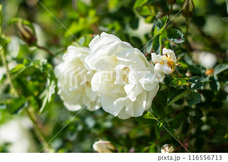 A bush characterized by white flowers and green leaves in the Rose family 116556713