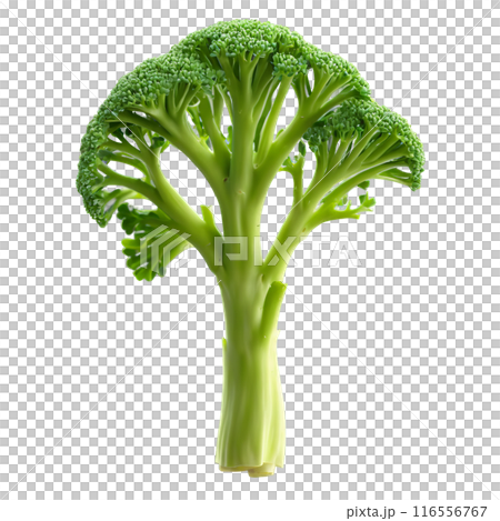 Broccoli microgreens Brassica oleracea var italica lush green leaves with tender stems naturally curled Microgreen 116556767