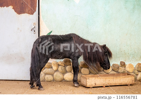 A pony is quenching its thirst from a wooden trough near A pony is quenching its thirst from a wooden trough near 116556781