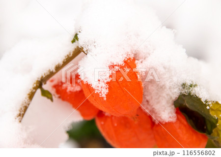 A thorough examination of a flower covered in a blanket of snow A thorough examination of a flower covered in a blanket of snow 116556802