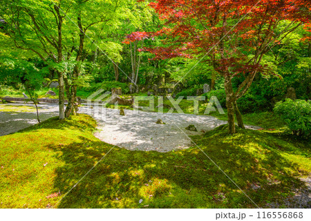 【定勝寺】初夏の庭園【枯山水】 【定勝寺】初夏の庭園【枯山水】 116556868