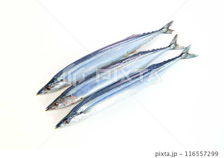 サンマ 秋刀魚 さんま サンマ 秋刀魚 さんま 116557299