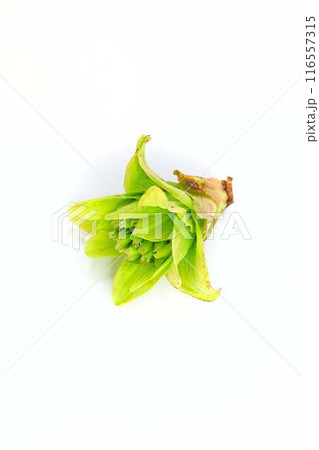 フキノトウ ふきのとう 蕗の薹 フキノトウ ふきのとう 蕗の薹 116557315