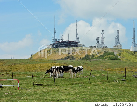 爽やかな皐月の空の下、王ヶ頭の建造物をバックに草を食む放牧牛 116557355