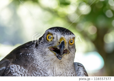 精悍な顔立ち首を傾げるオオタカ【タカ目タカ科】 116557377
