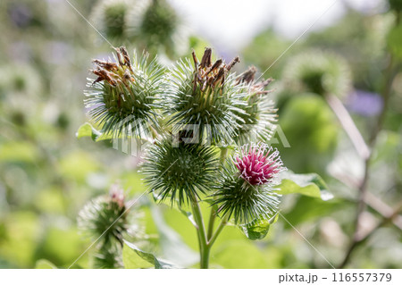 根菜として食用で重宝されるゴボウの花【キク科】 根菜として食用で重宝されるゴボウの花【キク科】 116557379