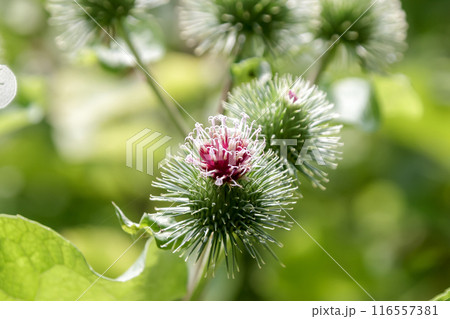 根菜として食用で重宝されるゴボウの花【キク科】 116557381