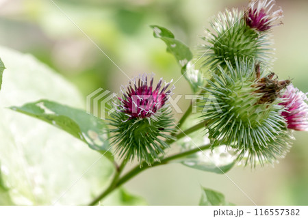 根菜として食用で重宝されるゴボウの花【キク科】 根菜として食用で重宝されるゴボウの花【キク科】 116557382
