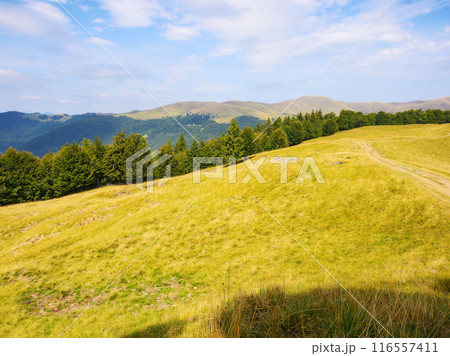 beech forest on the grassy hill in late summer. sunny afternoon. carpathian mountain landscape of ukraine on a sunny afternoon 116557411