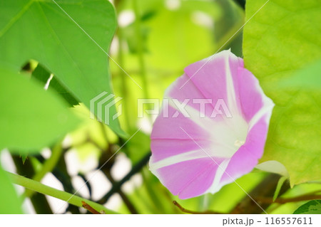 薄紫の絞りアサガオの花 薄紫の絞りアサガオの花 116557611