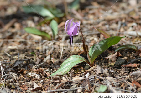 カタクリの花（赤城自然園／群馬県渋川市） 116557629