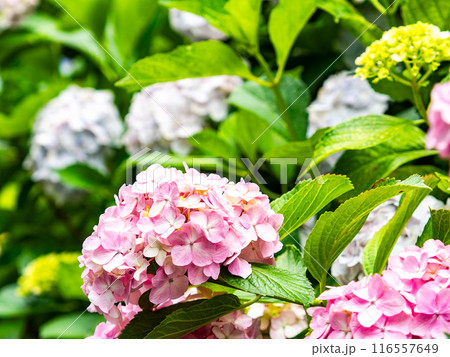 梅雨を彩る景色　カラフルで美しいアジサイ 116557649