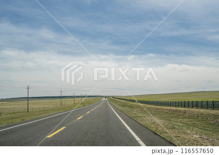 牛 雄牛 雄牛座 116557650