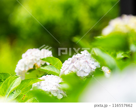 梅雨を彩る景色 カラフルで美しいアジサイ 梅雨を彩る景色 カラフルで美しいアジサイ 116557662