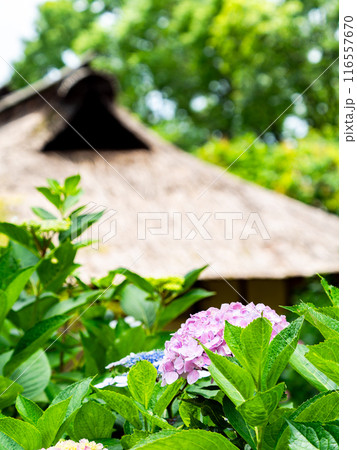 梅雨を彩る景色　カラフルで美しいアジサイ 116557670
