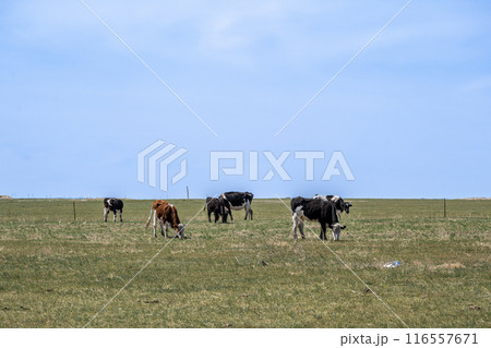 牛 雄牛 雄牛座 116557671