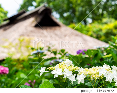 梅雨を彩る景色 カラフルで美しいアジサイ 梅雨を彩る景色 カラフルで美しいアジサイ 116557672