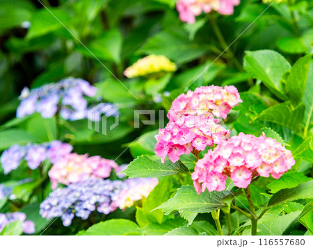 梅雨を彩る景色　カラフルで美しいアジサイ 116557680
