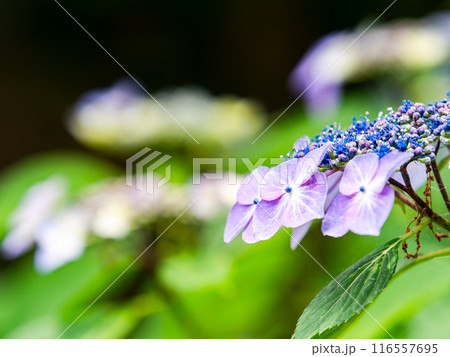 梅雨を彩る景色　カラフルで美しいアジサイ 116557695