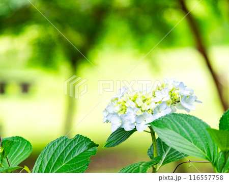 梅雨を彩る景色　カラフルで美しいアジサイ 116557758