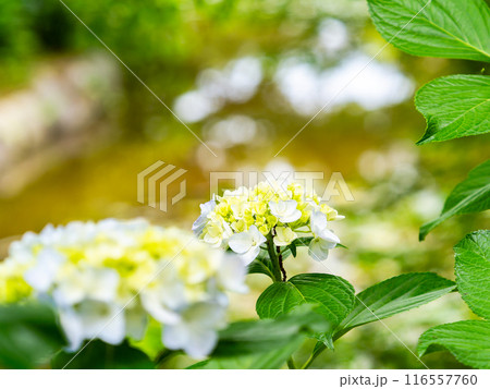 梅雨を彩る景色　カラフルで美しいアジサイ 116557760