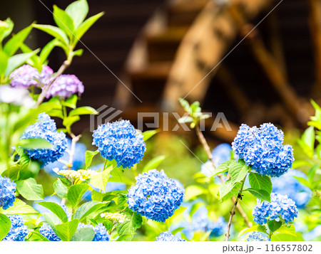 梅雨を彩る景色　カラフルで美しいアジサイ 116557802